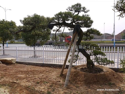 日本黑松no069江西吉安精品苗木,工程苗木-江西井岡園林實業(yè)發(fā)展商鋪供應列表-第1頁