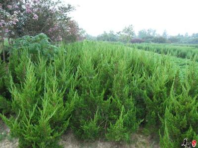 【龍柏,龍柏價(jià)格,河南龍柏,潢川龍柏】?jī)r(jià)格,廠家,圖片,灌木,河南開元園林生態(tài)實(shí)業(yè)-