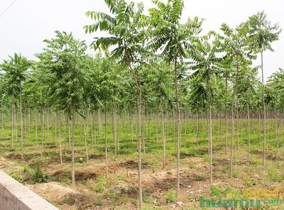 花木網(wǎng)專訪洛陽真趣園林 探索農(nóng)業(yè)生態(tài)觀光園與園林實(shí)業(yè)的融合發(fā)展之路